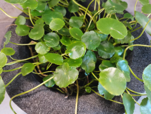 泡沫玻璃 | 建筑节能的革新者